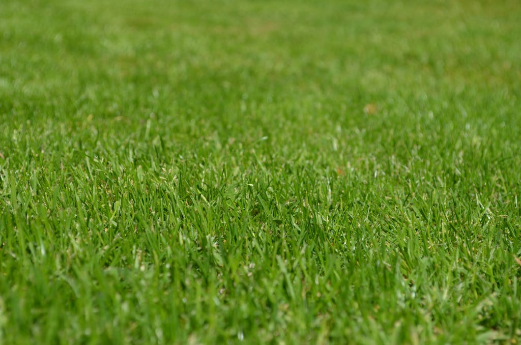 Close-up of a vibrant green grass lawn under clear daylight, ideal for backgrounds.